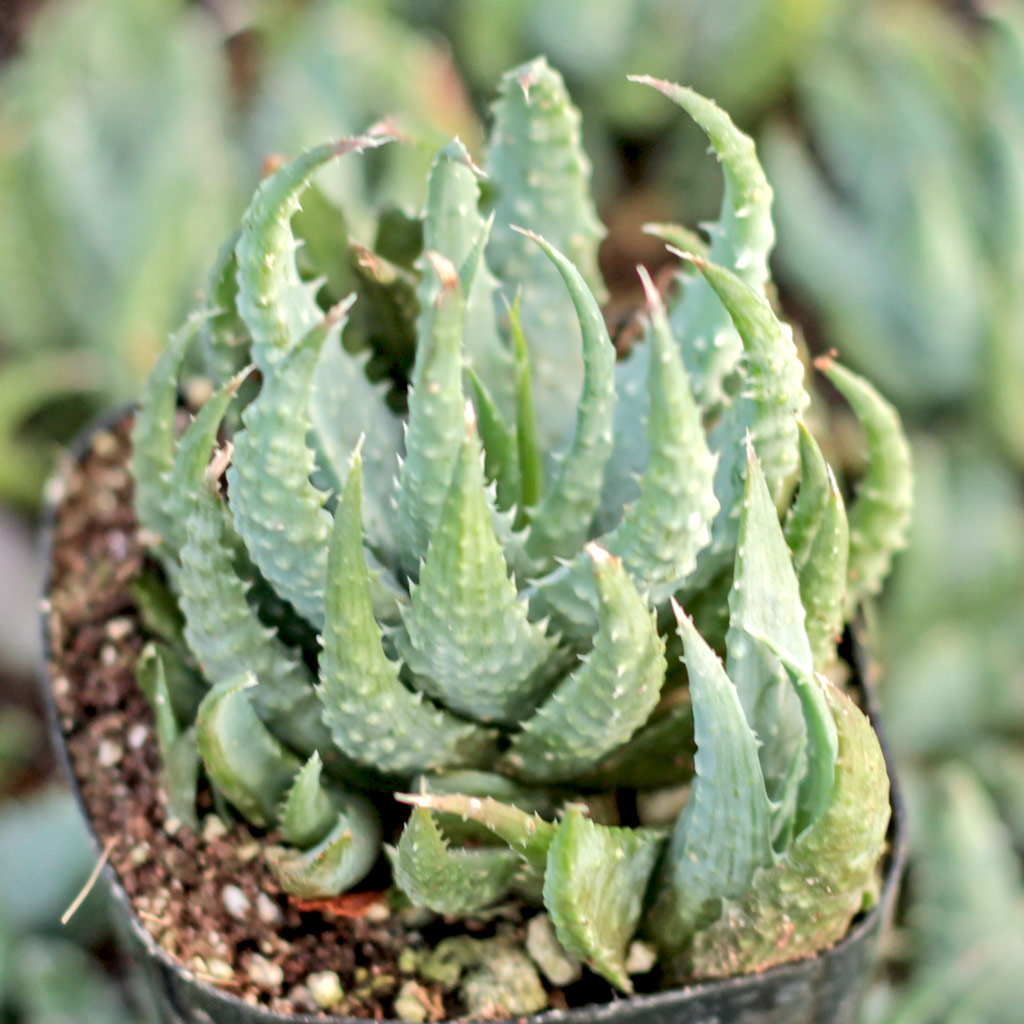 Aloe humilis - Spider Aloe - Mountain Crest Gardens
