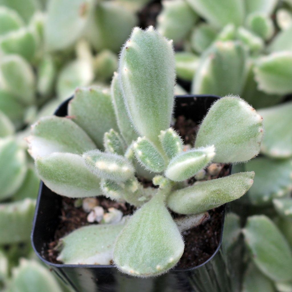 Cotyledon tomentosa f. variegata - Bear's Paw | MCG