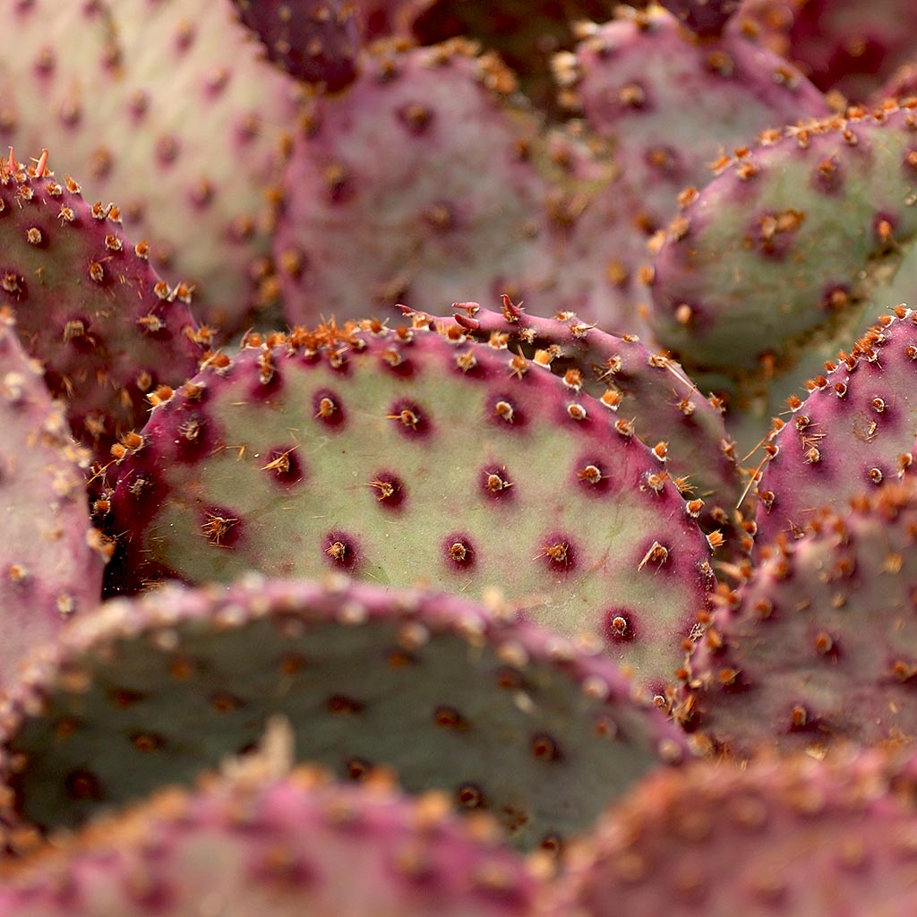 opuntia_pinta_rita__62075.