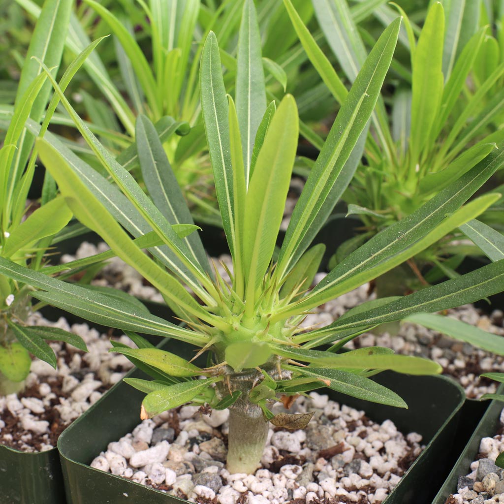 aubépine plante Aubépine pour haie fleurie facile au jardin