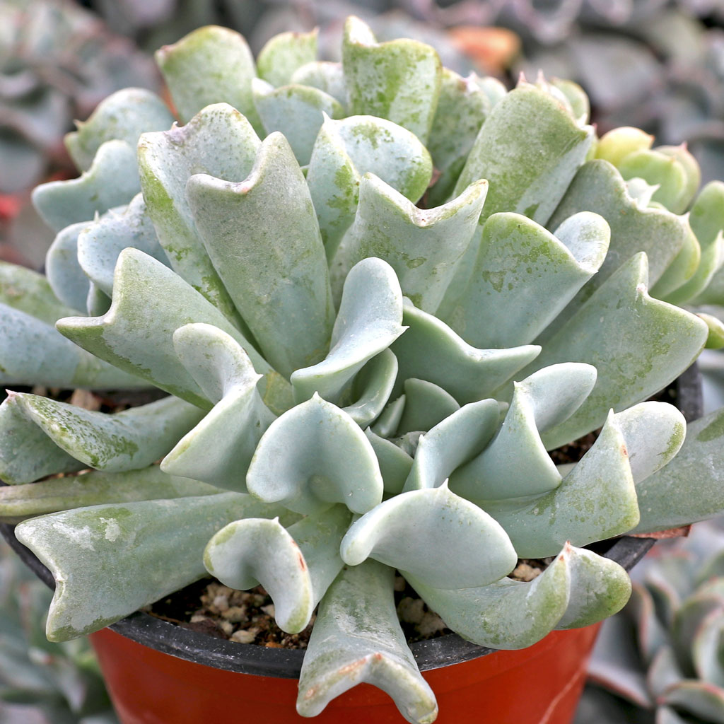 Echeveria_runyonii_topsy_turvy