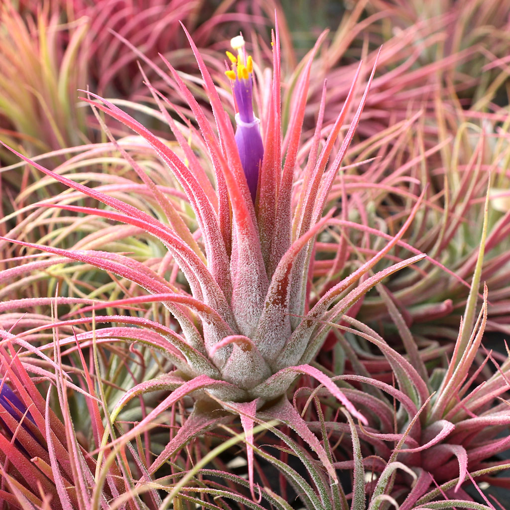 Air Plant - Tillandsia ionantha (raspberry) | MCG