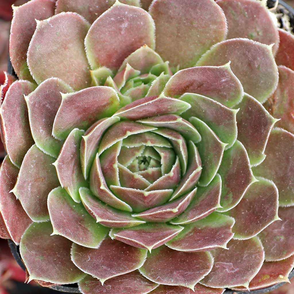 Sempervivum_Heuffelii_Saffarin