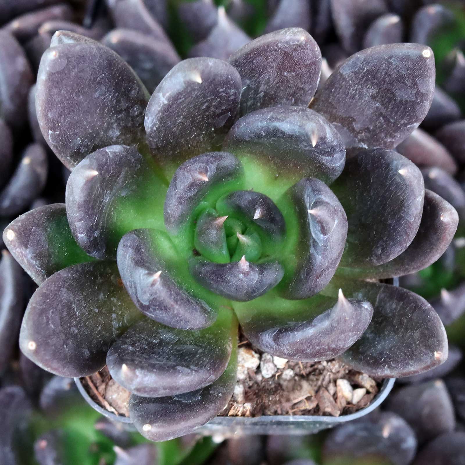 Echeveria 'Black Prince' | Mountain Crest Gardens