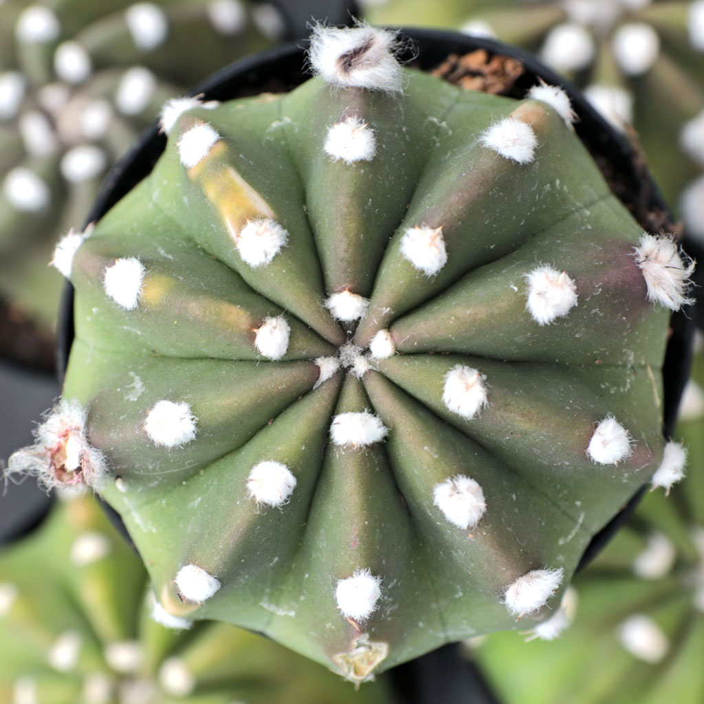 Echinopsis subdenudata 'Dominos' | Mountain Crest Gardens