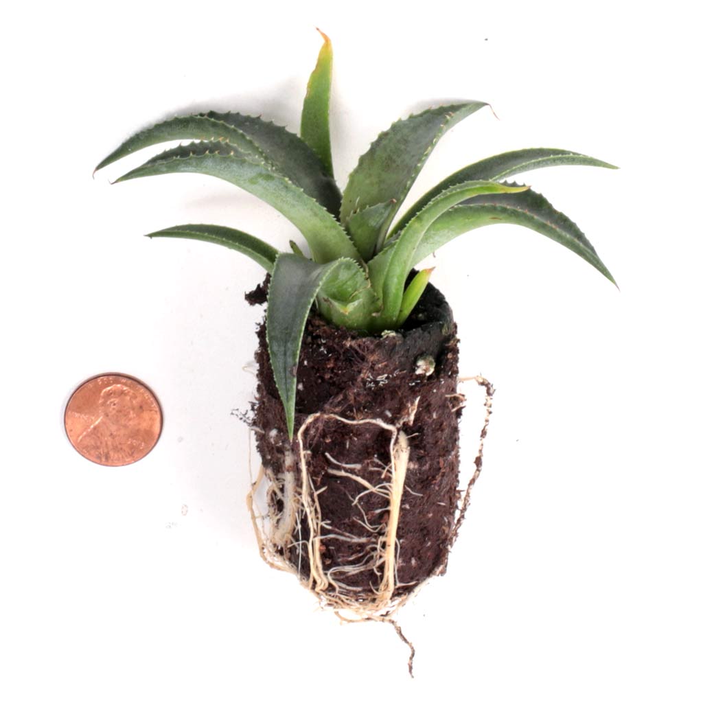 Mangave 'Tooth Fairy' [plug] - Mountain Crest Gardens