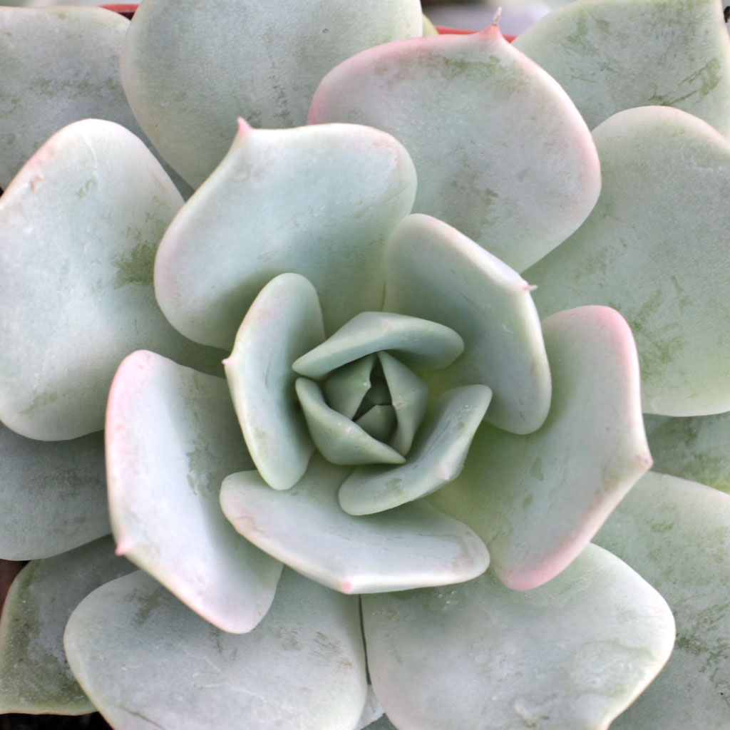 Echeveria 'Elsa' - Mountain Crest Gardens