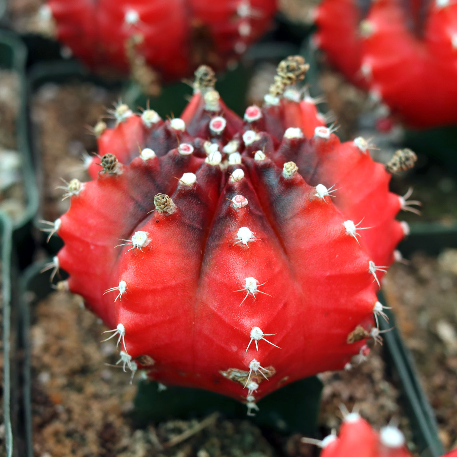 Gymnocalycium mihanovichii - Grafted Moon Cactus [red] [large]