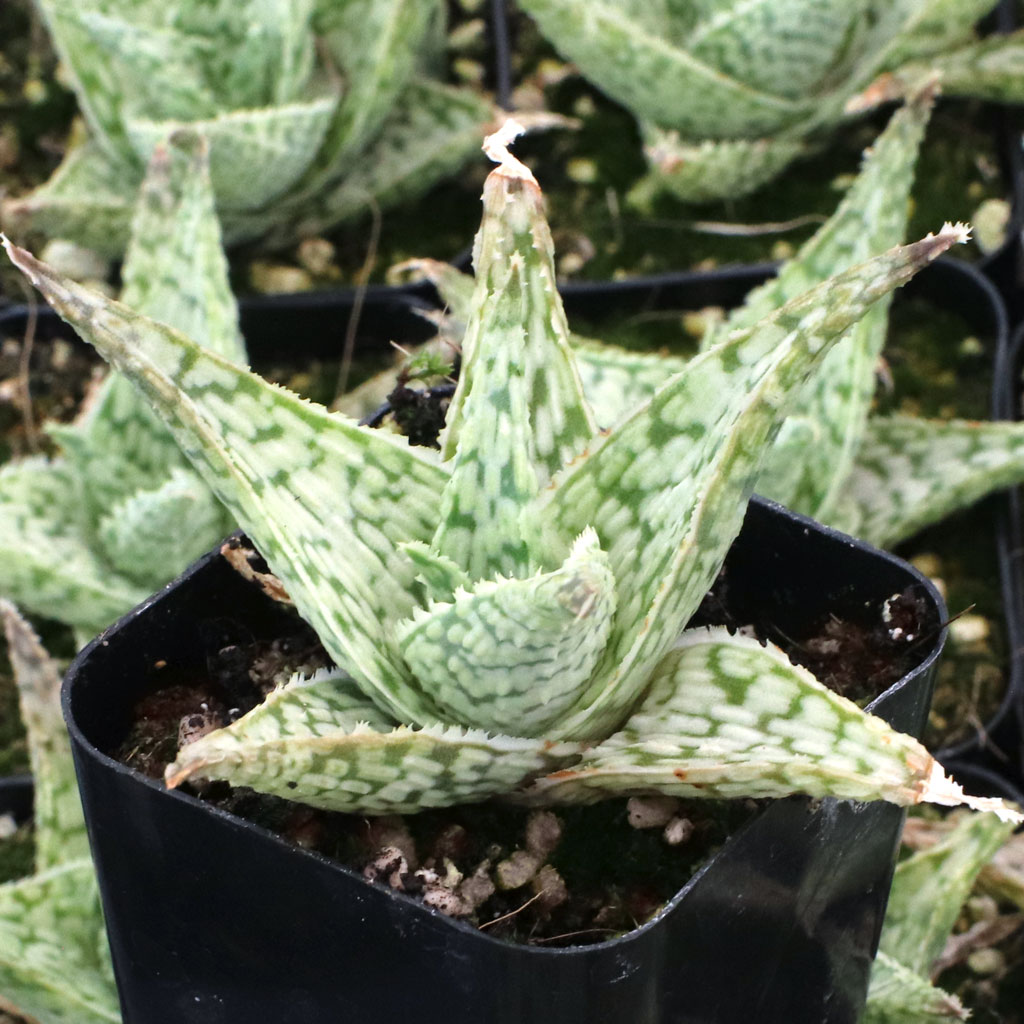 Aloe meyeri x 'Doran Black' | Mountain Crest Gardens