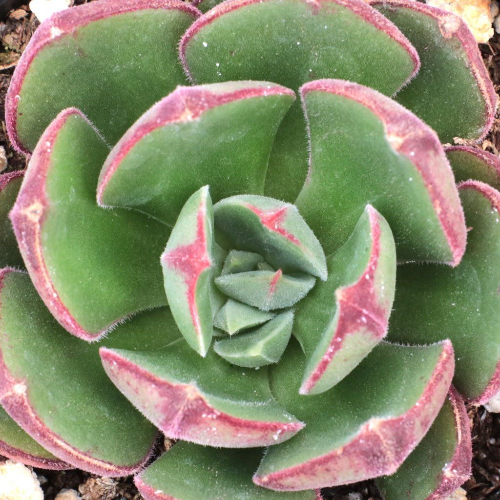 echeveria_moranii__90404.