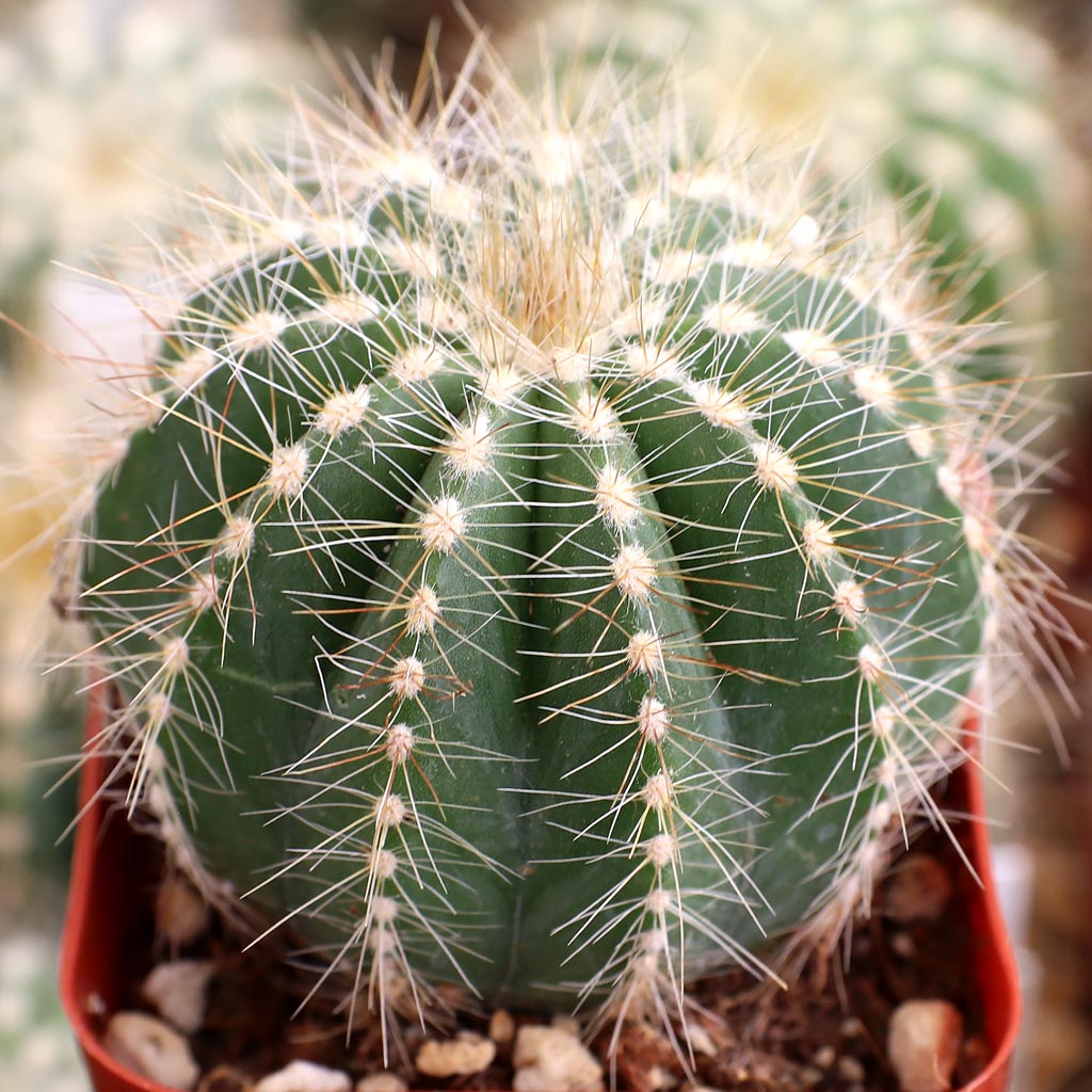 toy cactus Itty Bitty Cactus