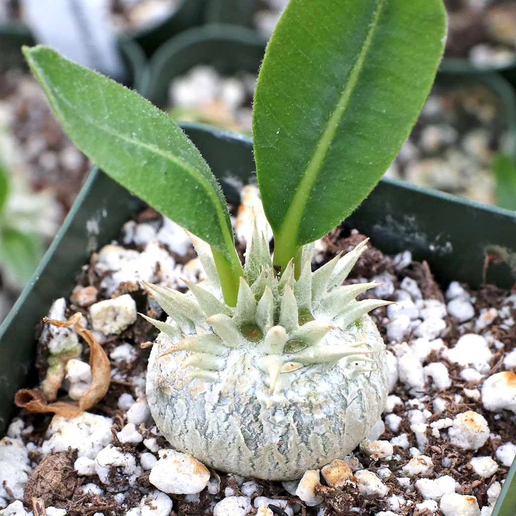 Pachypodium brevicaule [small] - Mountain Crest Gardens
