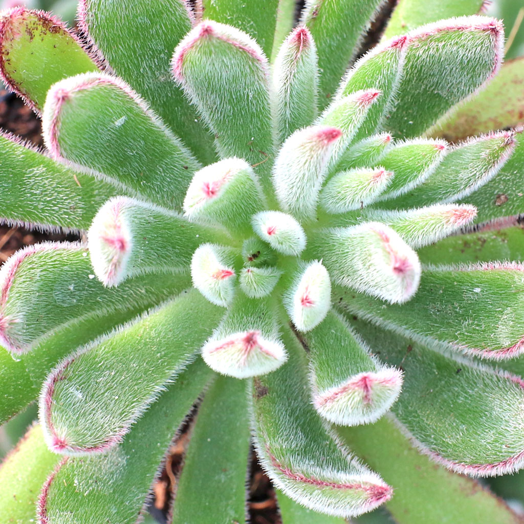 Echeveria setosa 'Arrow' - Mountain Crest Gardens