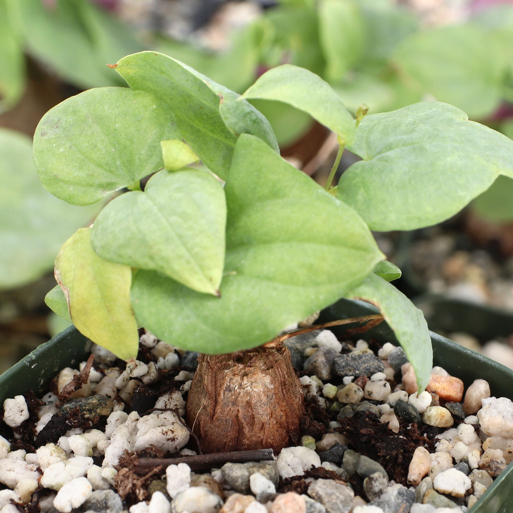Dioscorea elephantipes - Elephant's Foot [limited] - Mountain Crest Gardens