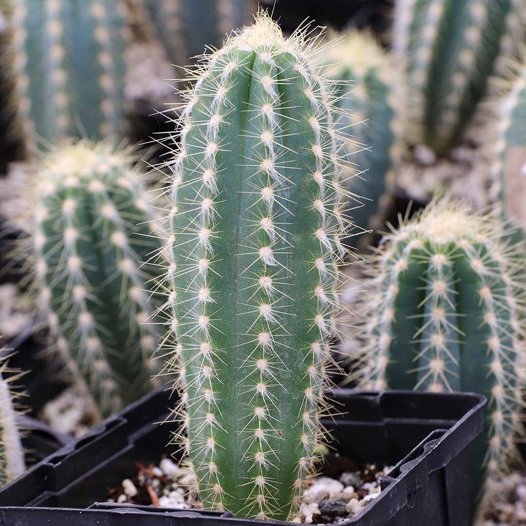 Pilosocereus pachycladus - Blue Torch Cactus [large] [bare root]