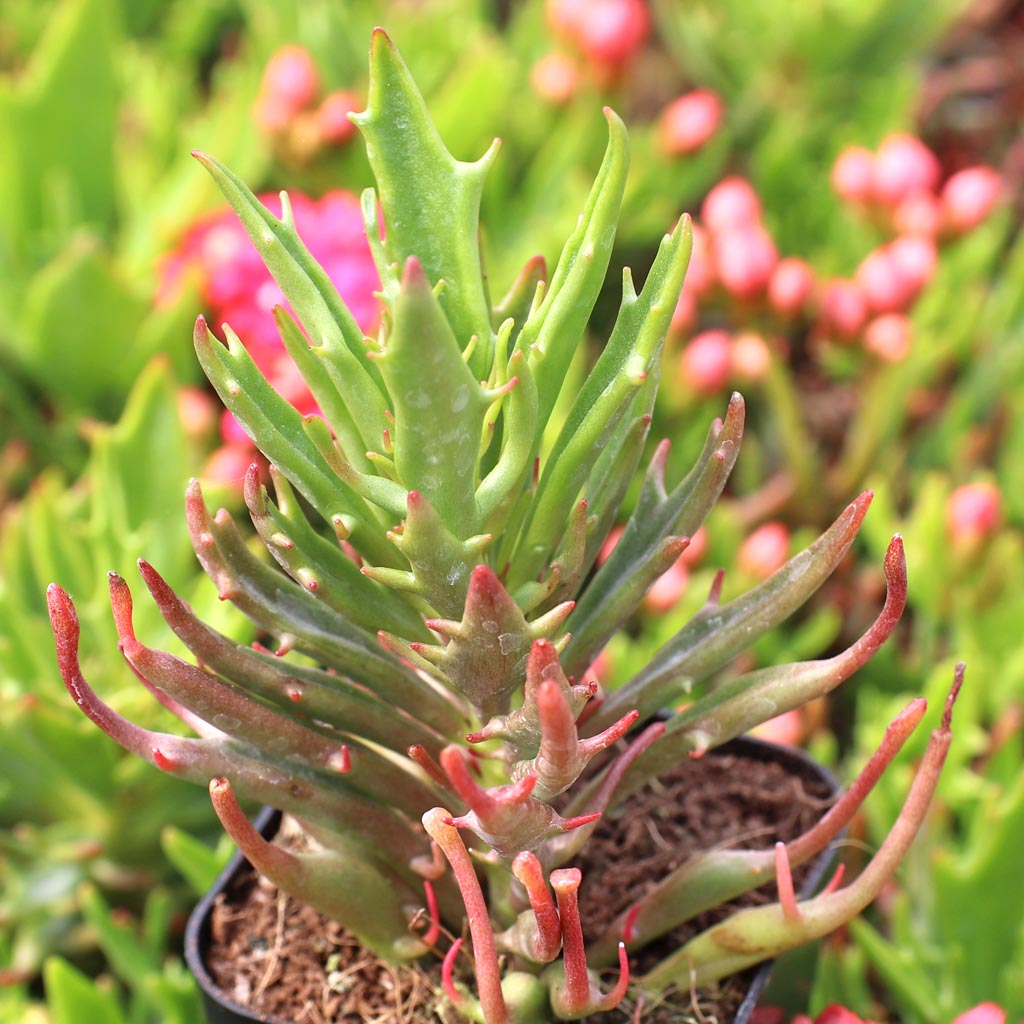 Kalanchoe 'Tarantula' | Mountain Crest Gardens