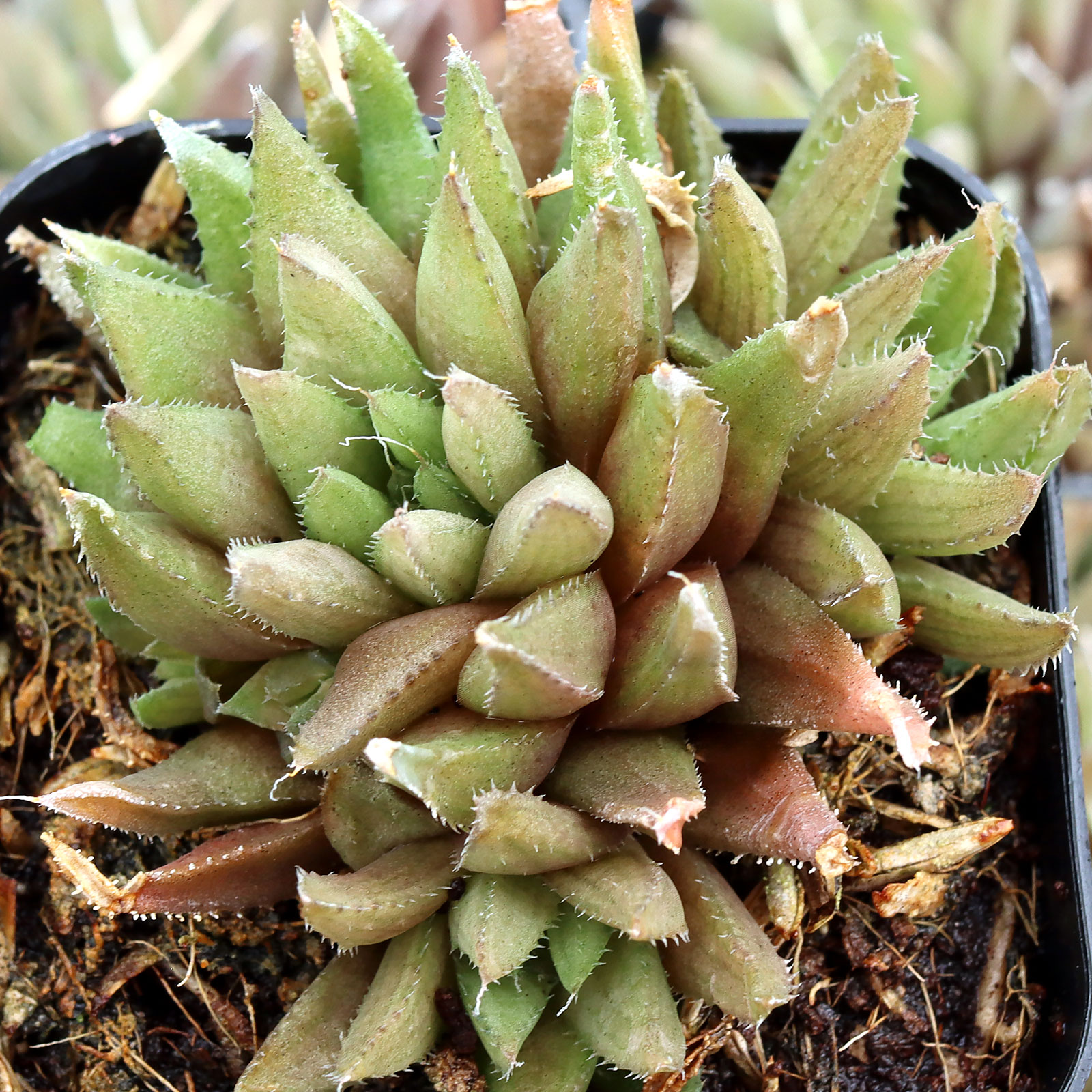 haw_ed_Storms_sept__80751.