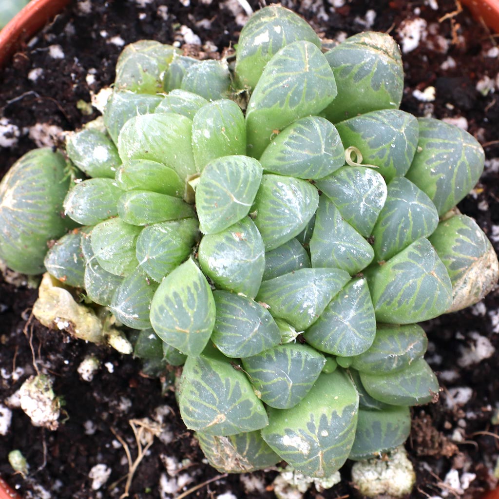 Haworthia cooperi var. truncata - Alien Eggs [large] - Mountain Crest  Gardens