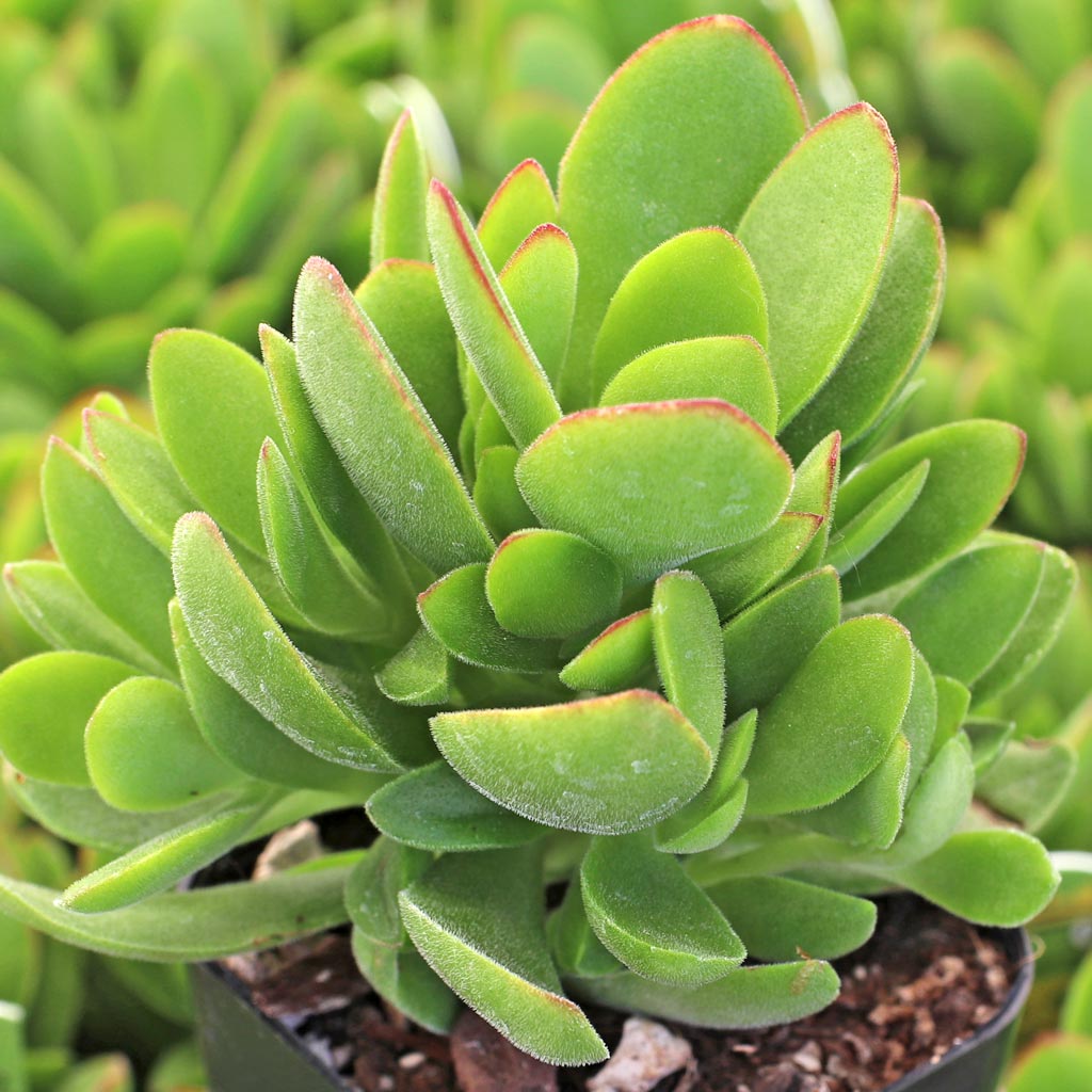 weeping jade plant Senecio jacobsenii