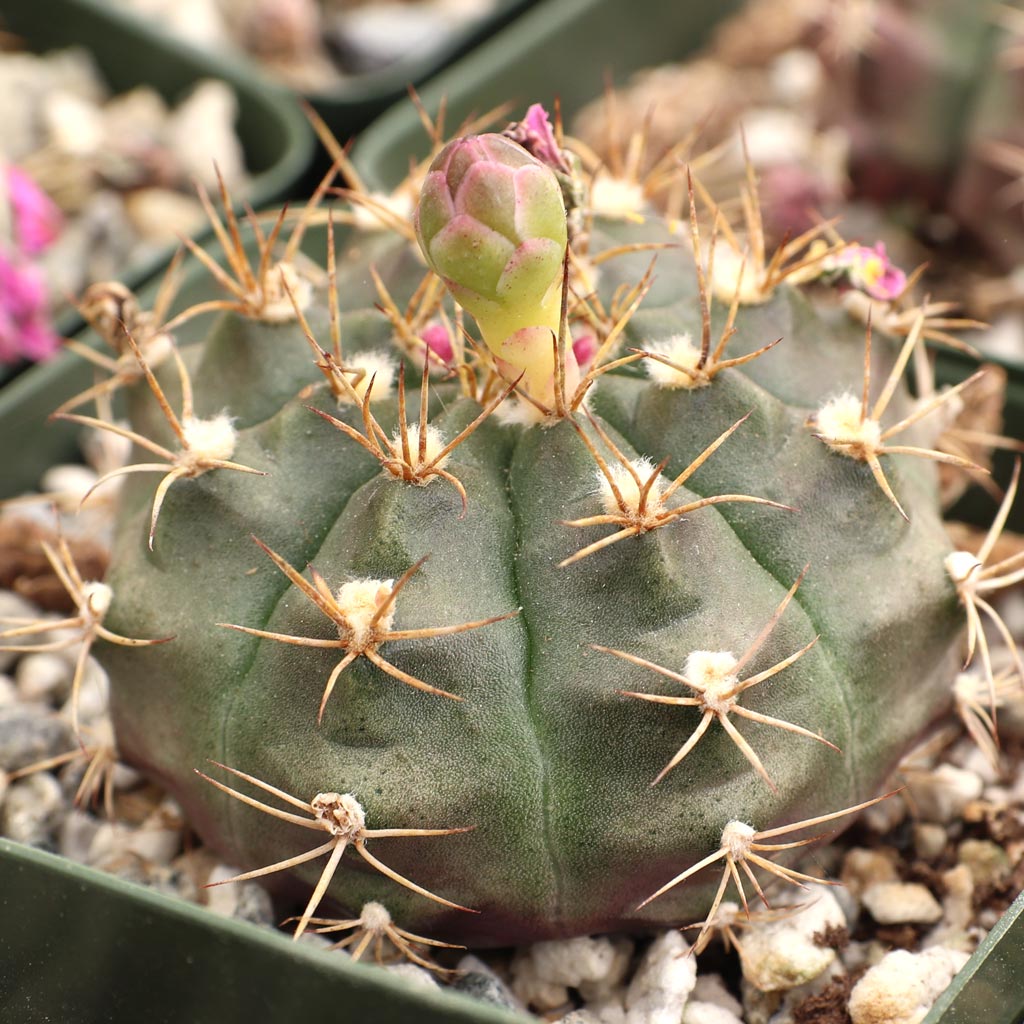 Gymnocalycium anisitsii [large]