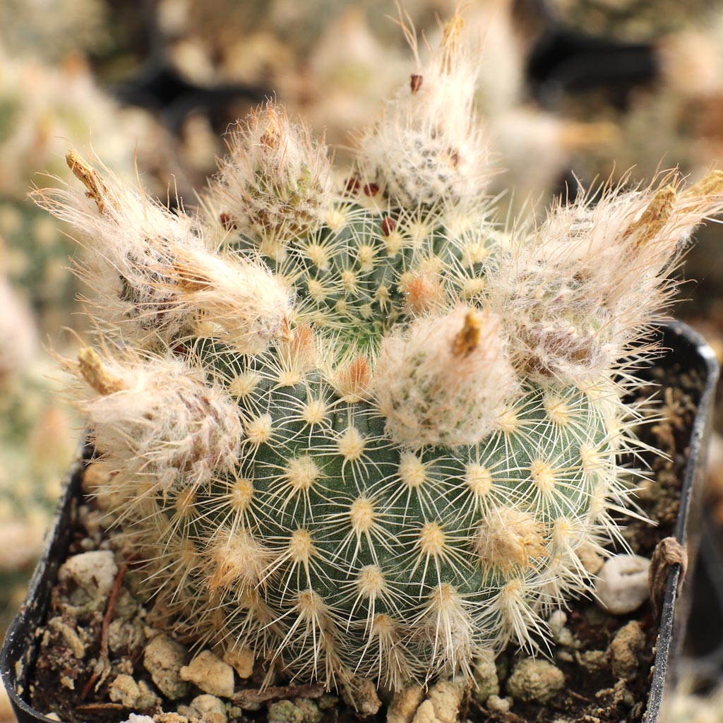 Frailea pumila