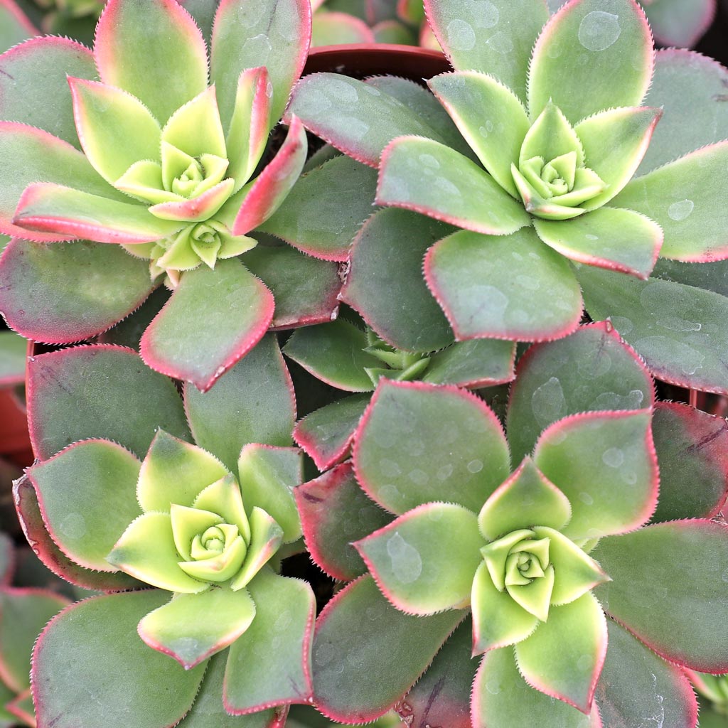 Aeonium 'Kiwi' [large] - Mountain Crest Gardens