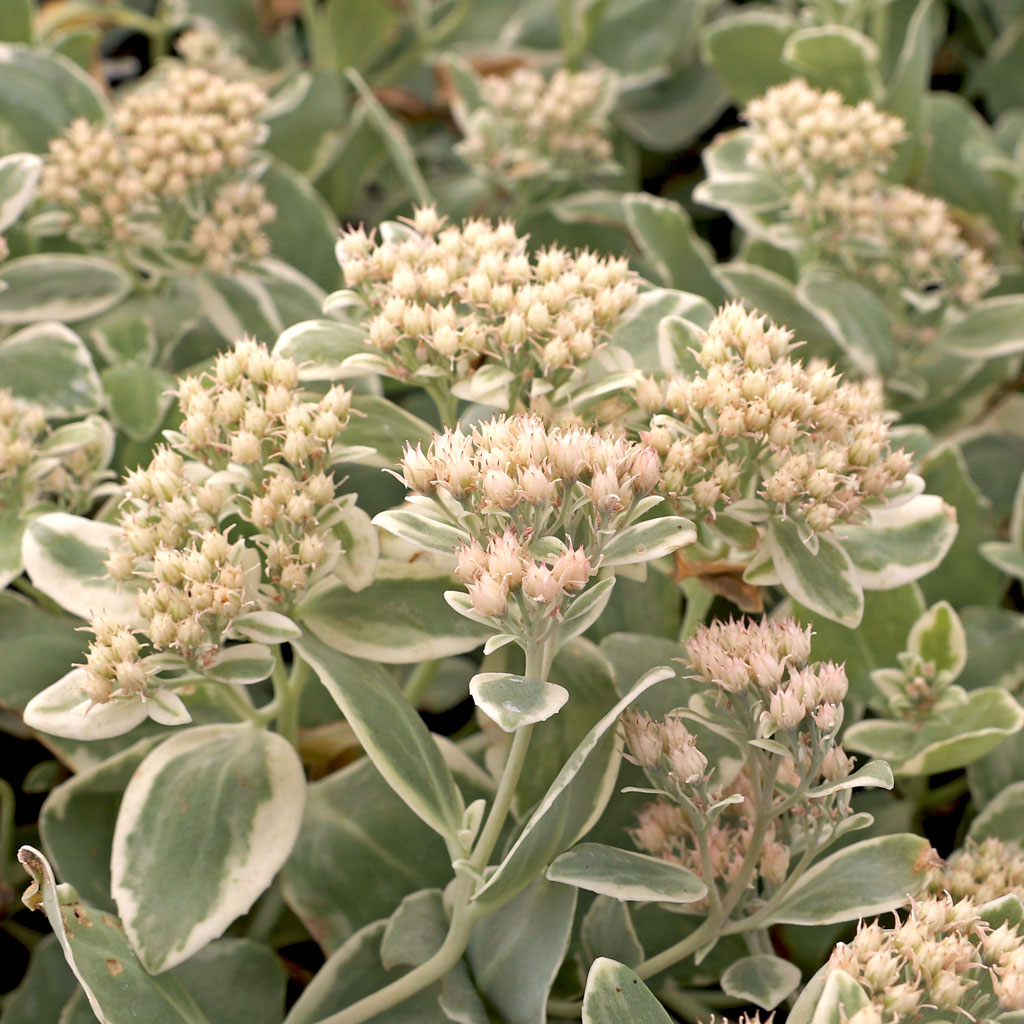 Sedum 'Frosty Morn' - Mountain Crest Gardens
