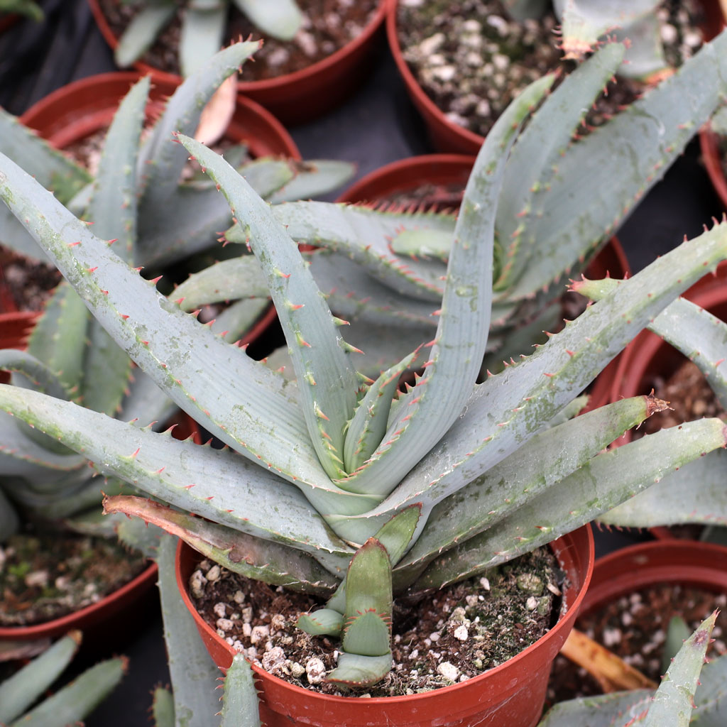 Aloe lineata 'Blue Strap Form' [large]