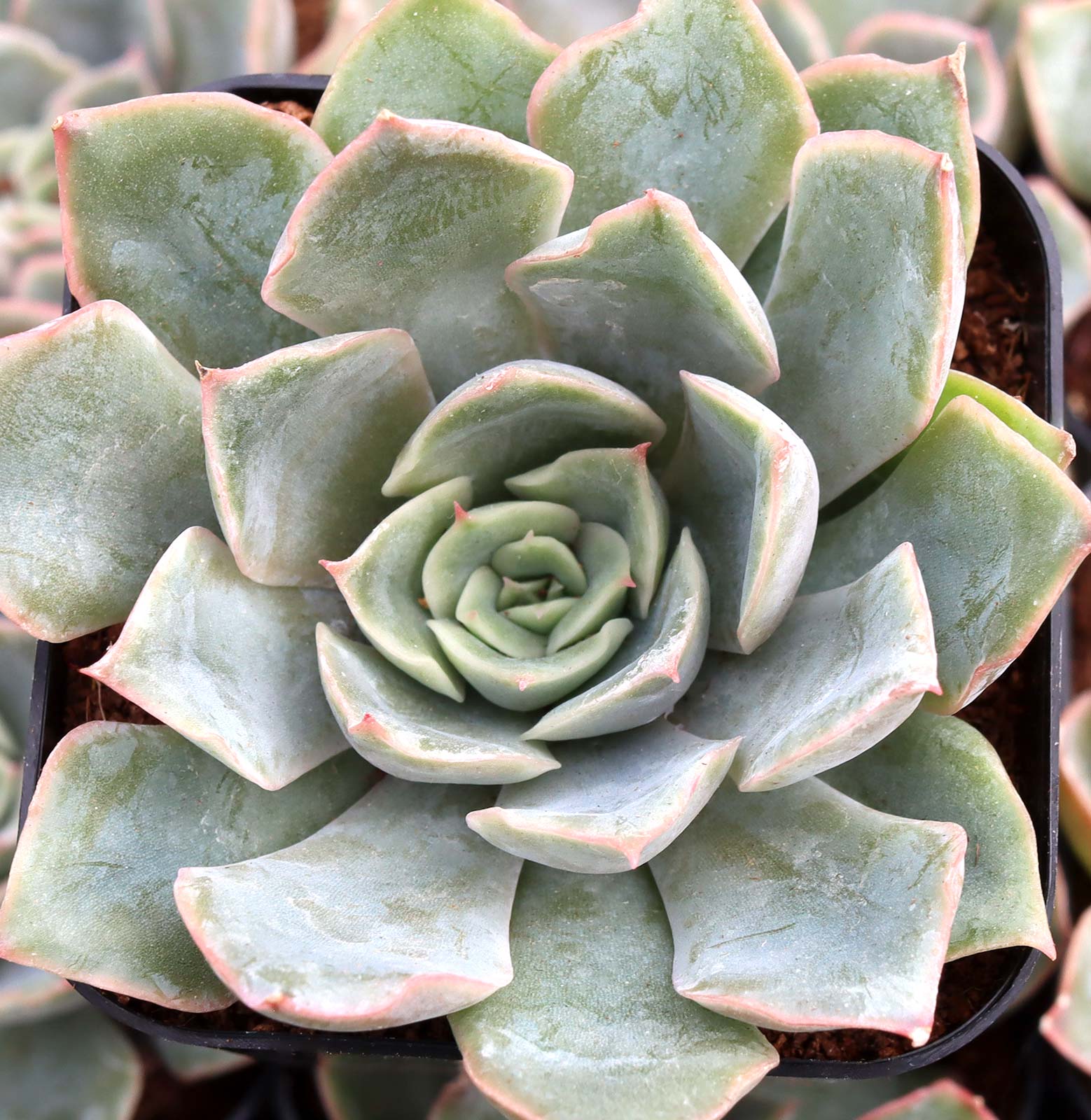 Echeveria 'Tynie Burger' 多肉植物 Echeveria-Tynie-Burger-