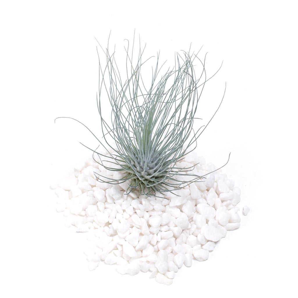 till_blue_fuchsii__32867.
