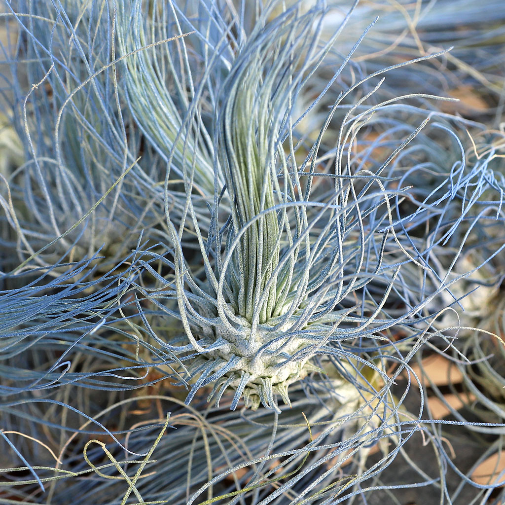 Air Plant - Tillandsia fuchsii (blue) [3.0-4.0