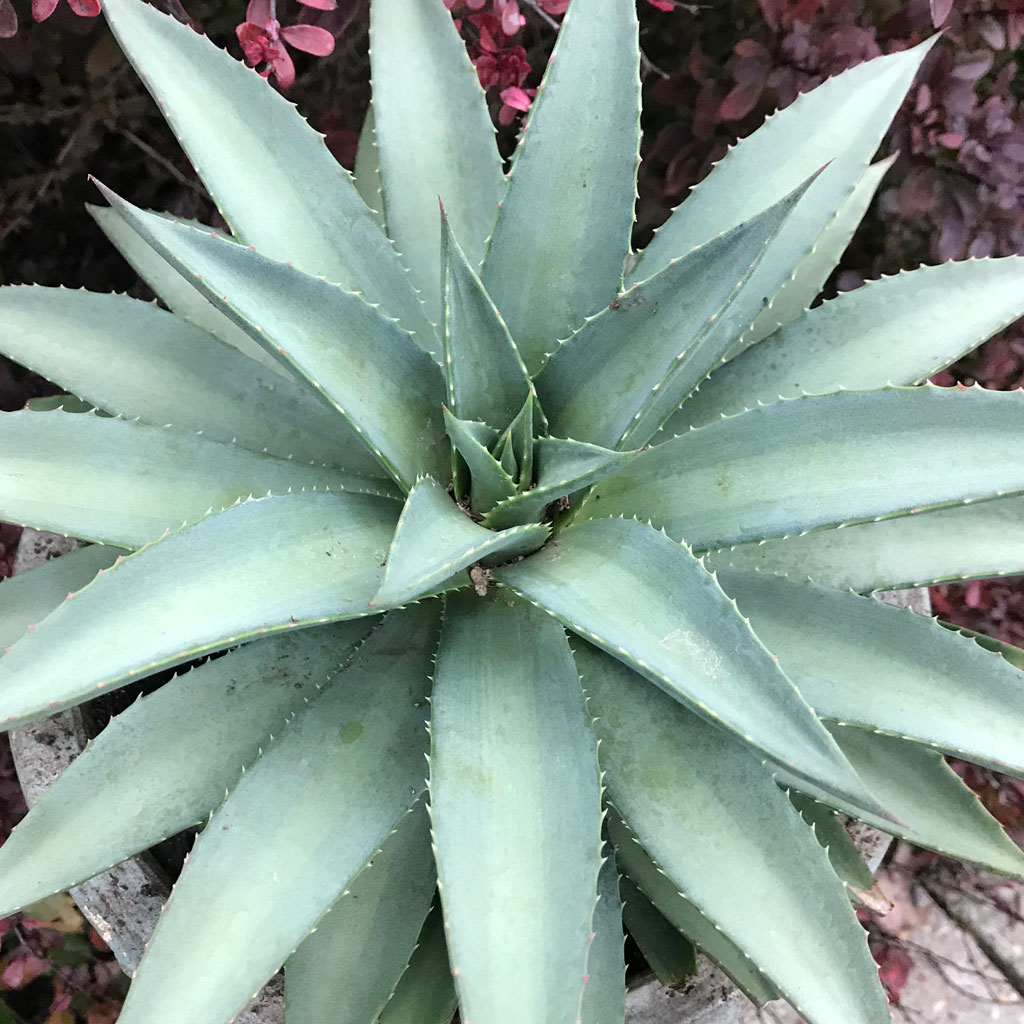 Mangave 'Frosted Elegance'