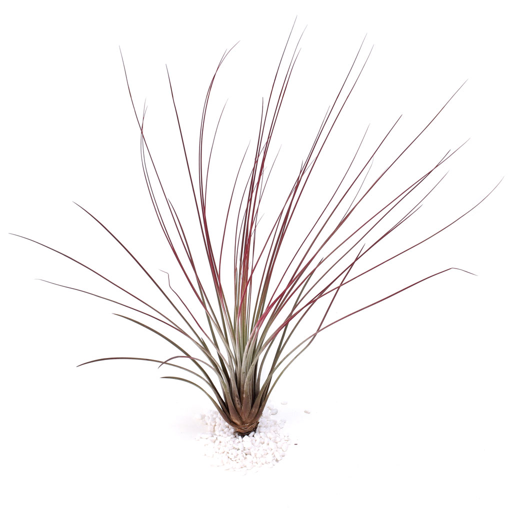 Air Plant - Tillandsia juncea (red) [14.0-16.0"] | MCG