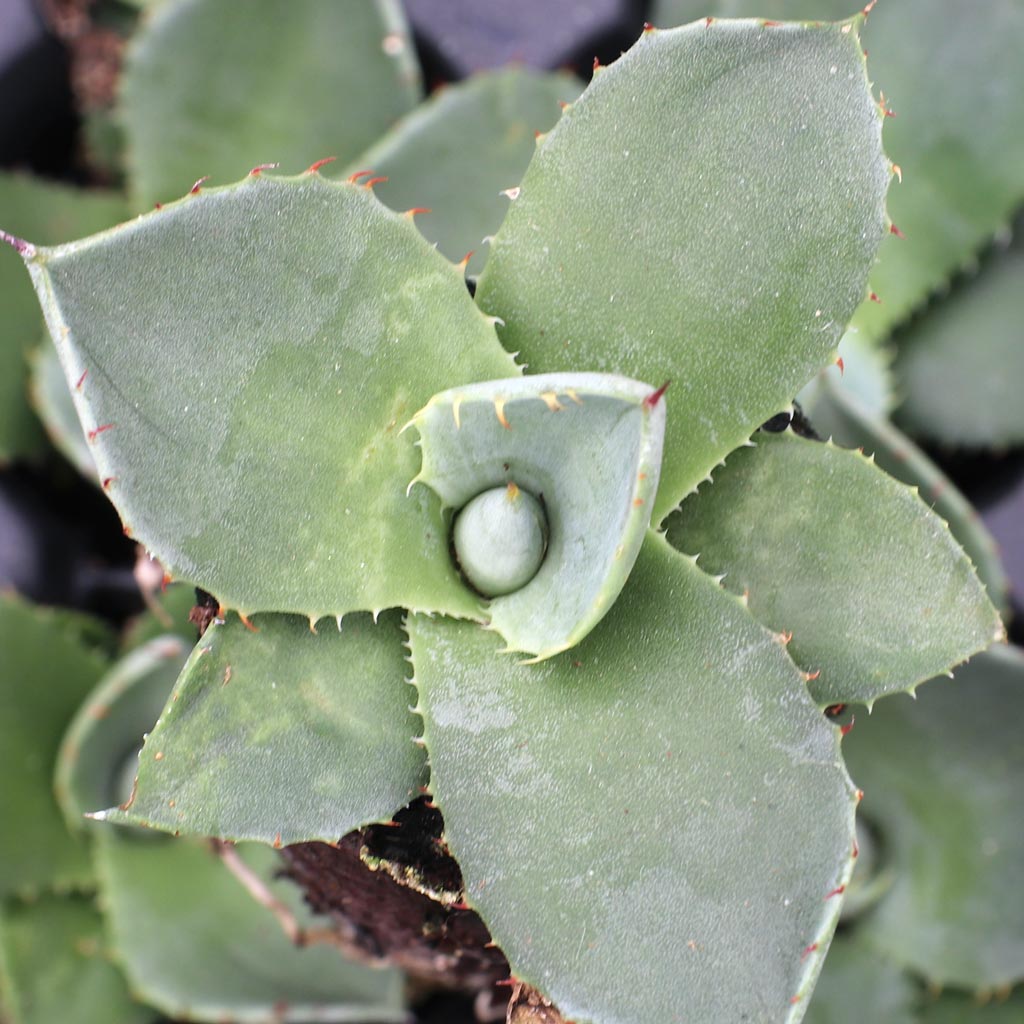 agave toumeyana v. bella Agave toumeyana var. bella – Kyle's Plants main image 0