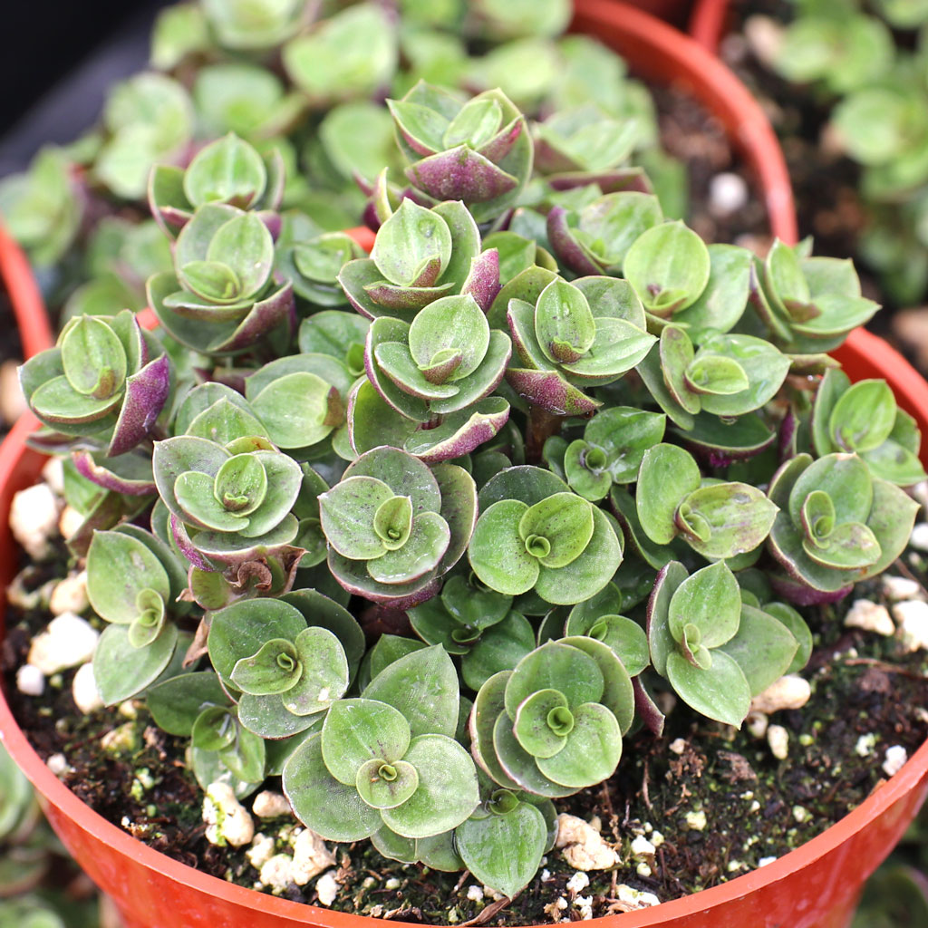 Callisia repens - Turtle Vine [large] | MCG