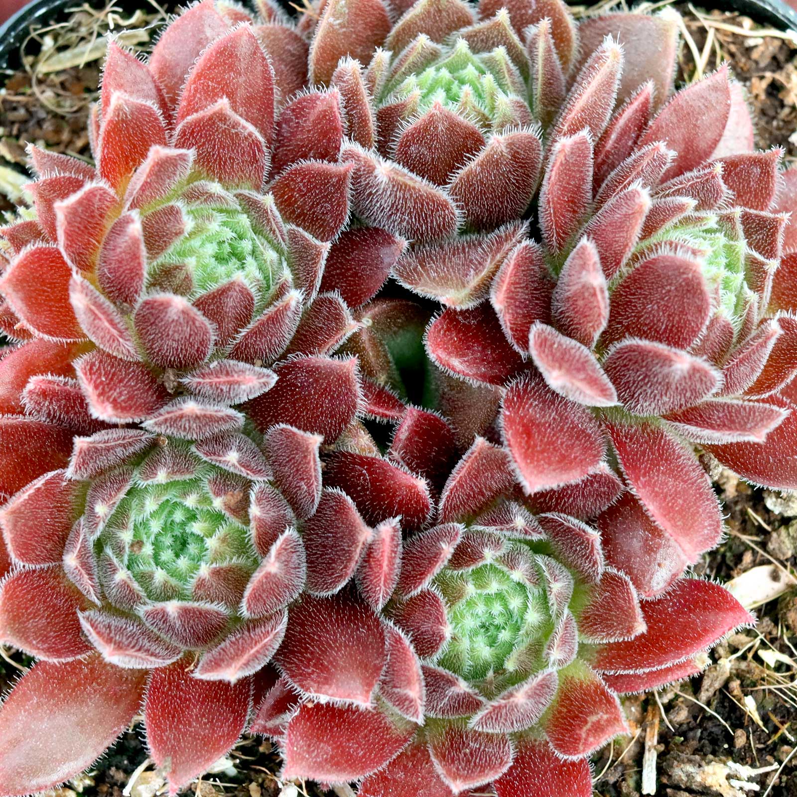 sempervivum_pacific_trails_4__
