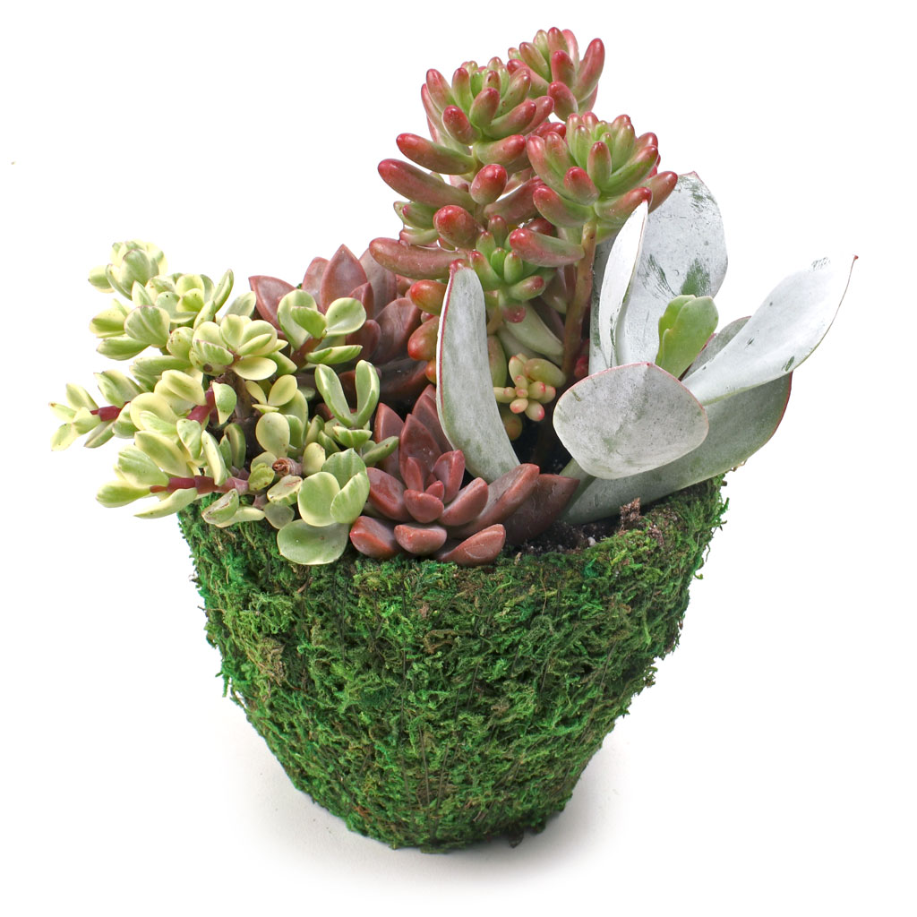 Mossy Moss Pot 4.7" x 4.3" - Mountain Crest Gardens