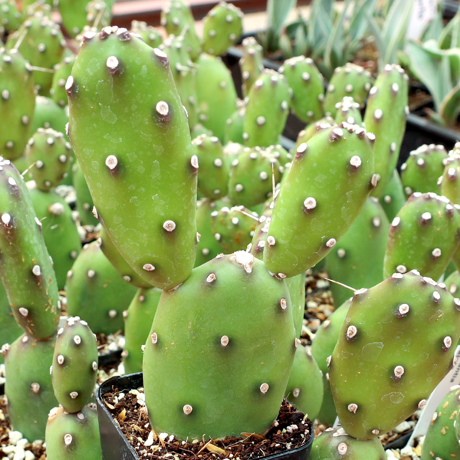 Opuntia elata