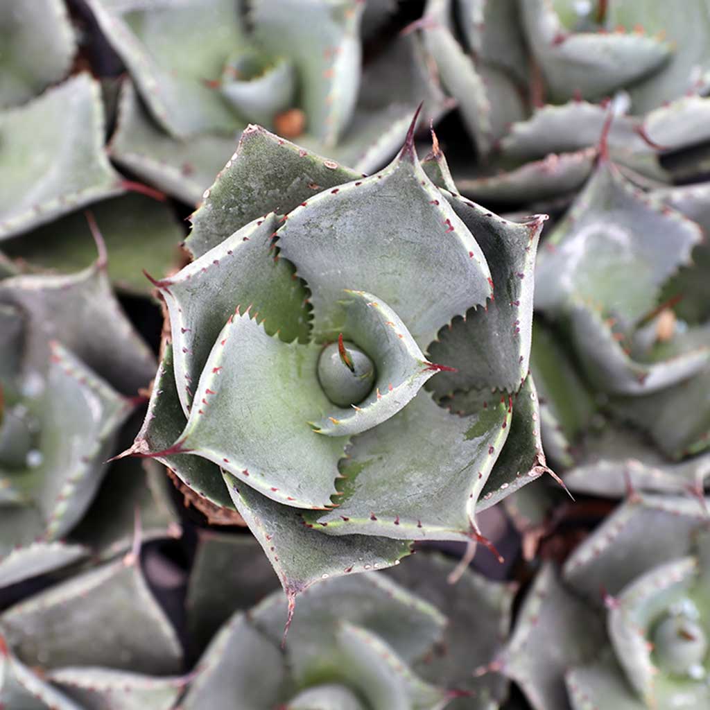 Agave 'Bon Petite' [plug] | Mountain Crest Gardens™