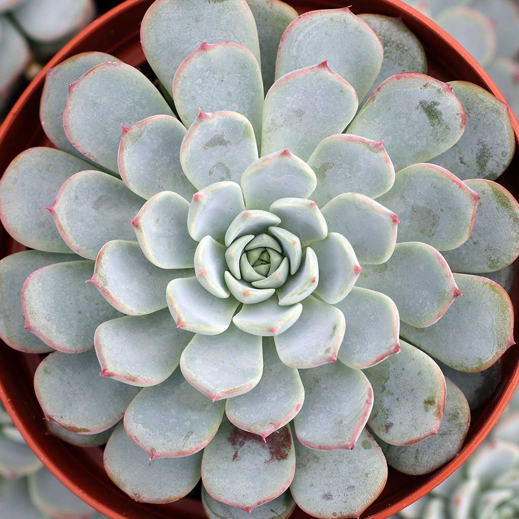 echeveria サイズ1 Echeveria_Pinwheel__85294.
