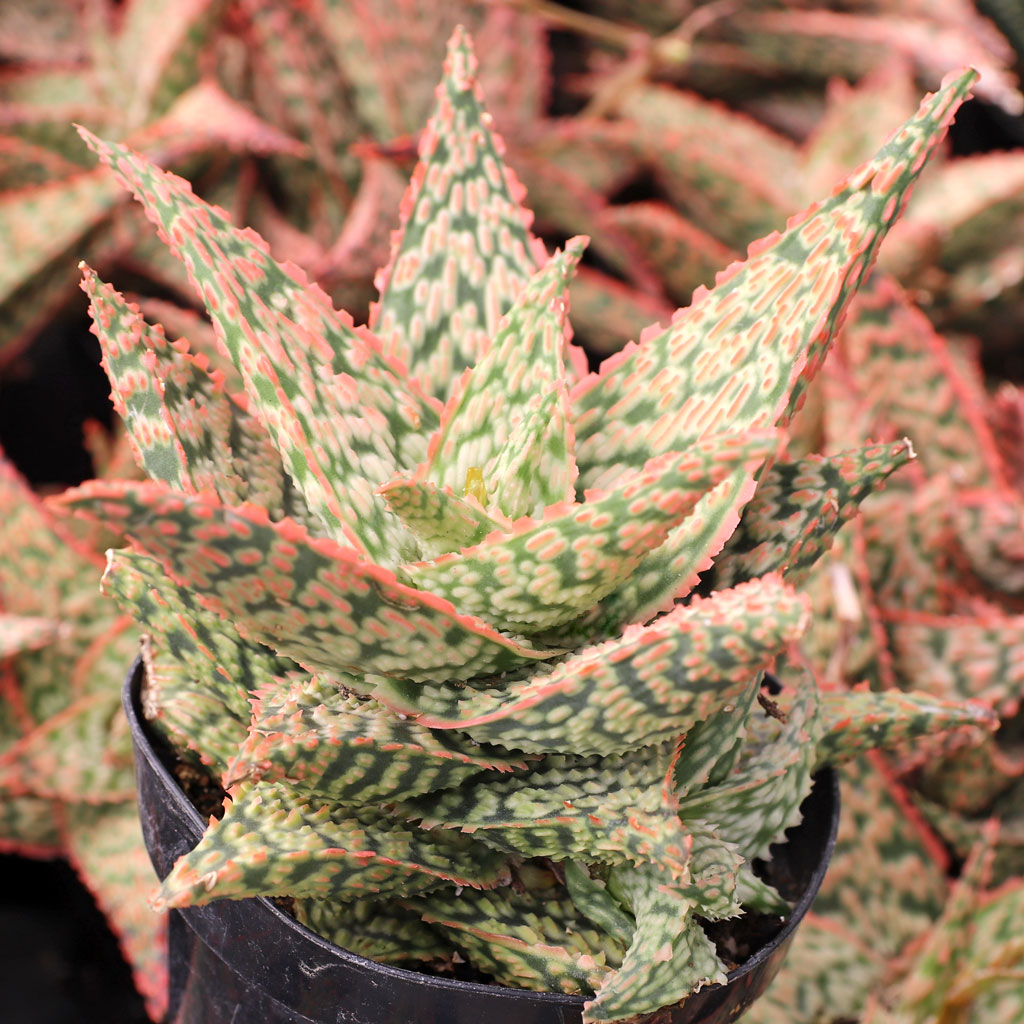 ＡＬＯＥです。 aloe_firecracker__84570.