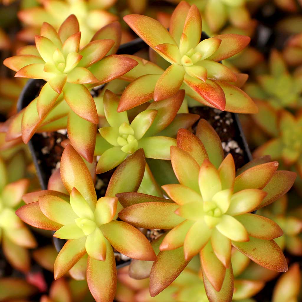 Sedum 'Orange Glow' | Mountain Crest Gardens