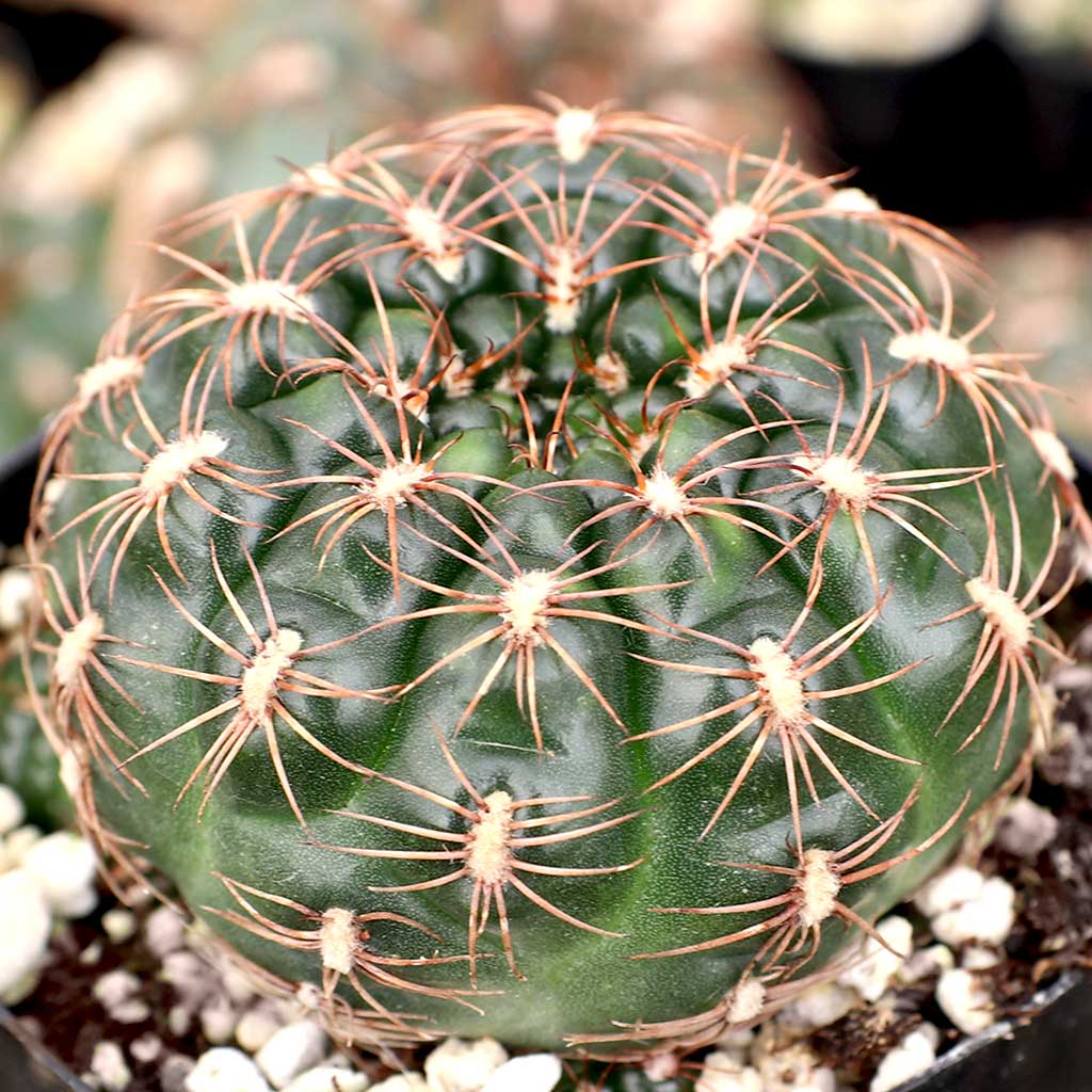Gymnocalycium mesopotamicum