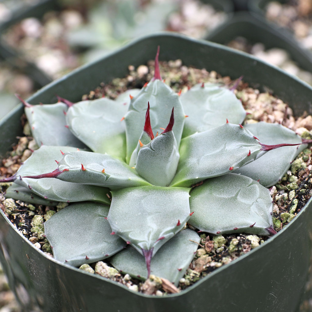 #24 吉祥天(agave parryi var.huachucensis) Agave parryi var. huachucensis | Mountain Crest Gardens®
