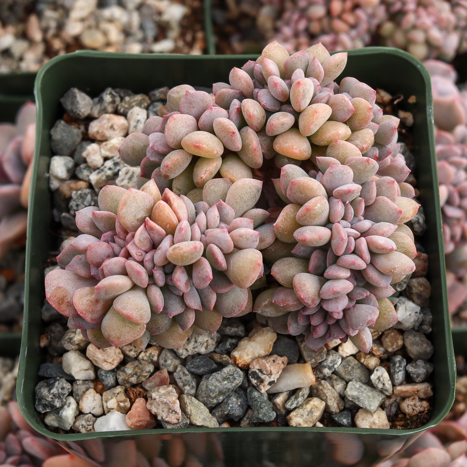 jellybean succulent Sedum rubrotinctum Jelly Bean 2 Inch #A