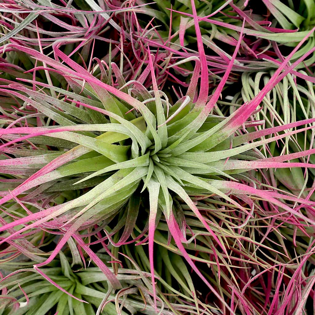 Air Plant - Tillandsia stricta (magenta, enhanced) [6.0-7.0"]