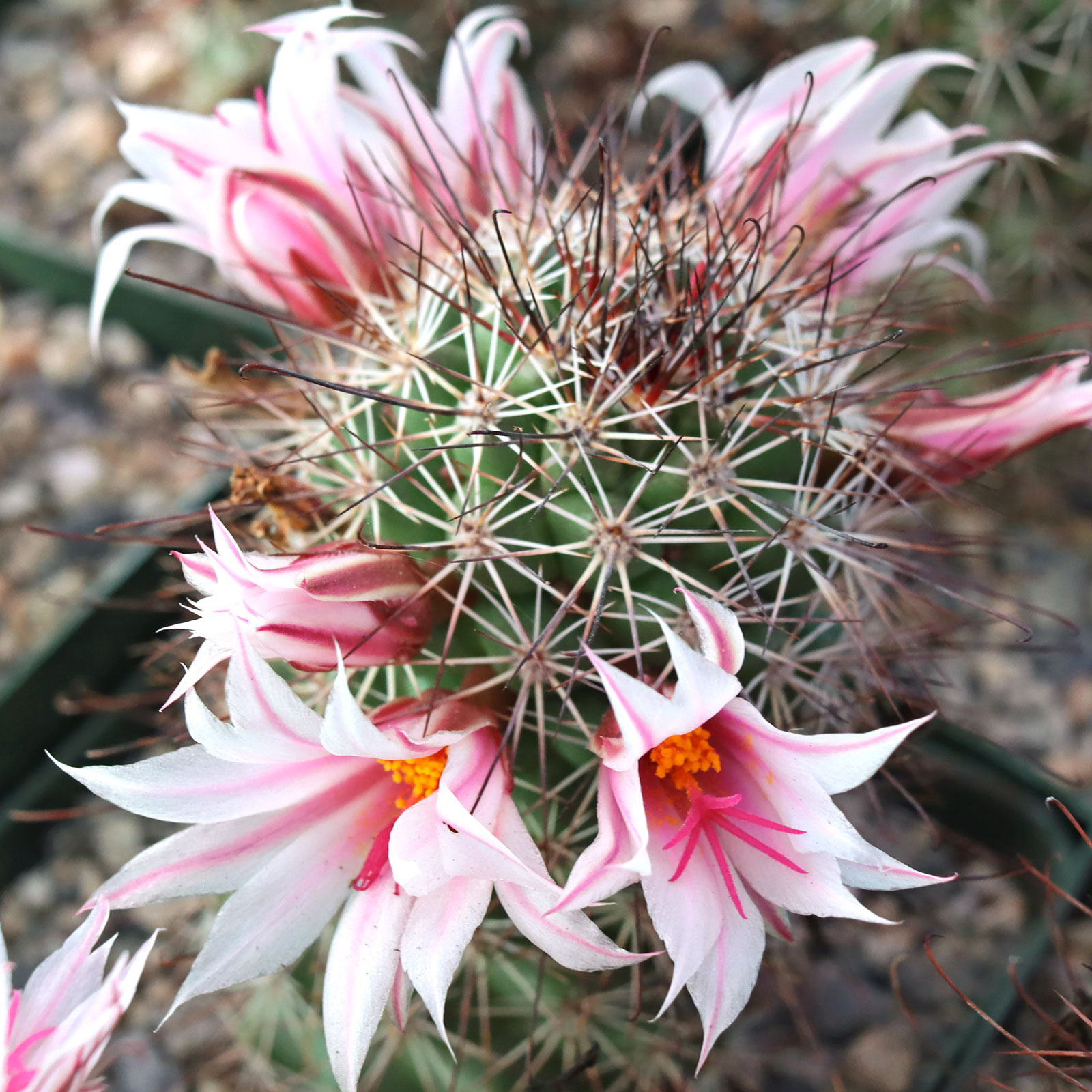 Mammillaria fraileana [large] | Mountain Crest Gardens