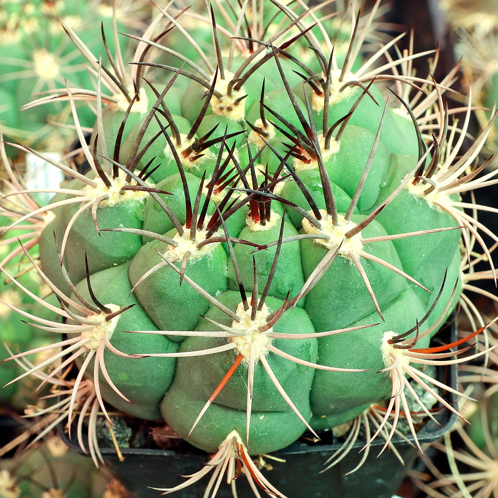 Gymnocalycium saglionis [large] | Mountain Crest Gardens