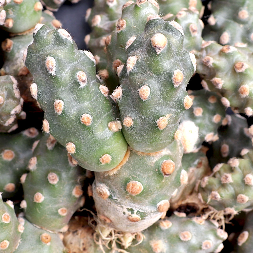 Tephrocactus molinensis [cutting] | MCG™