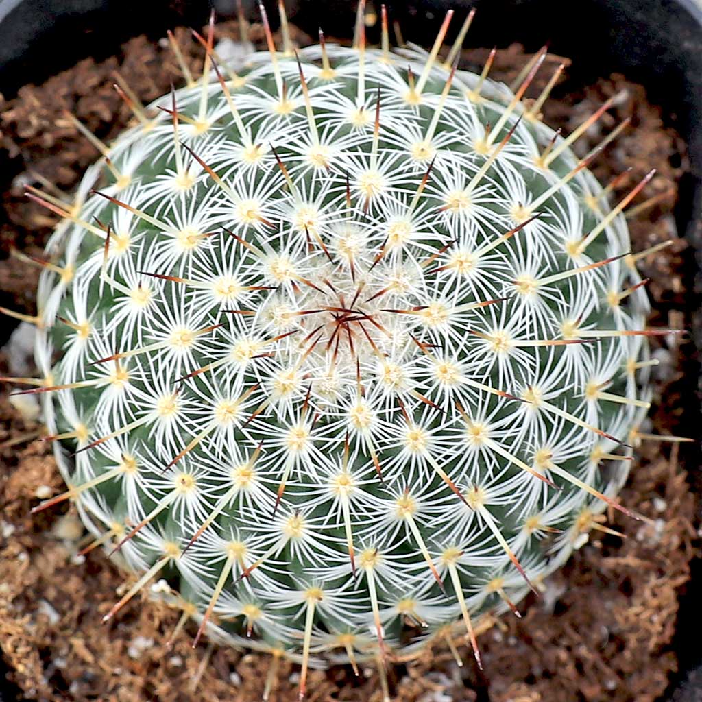Mammillaria halbingeri